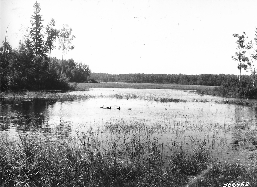 Mallards — Wikimedia Commons
